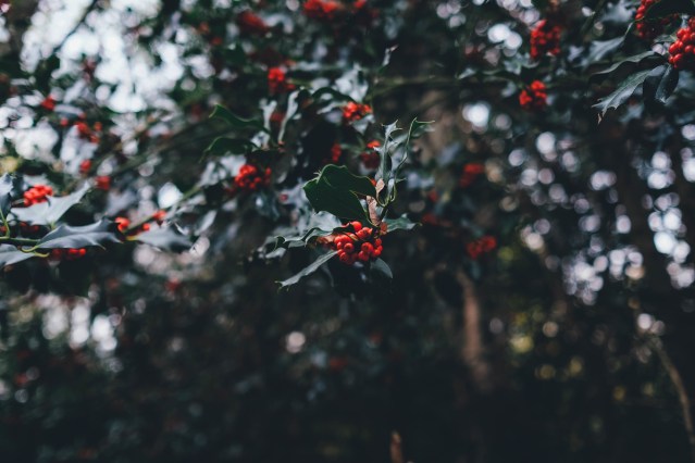 holly-berries-1082138